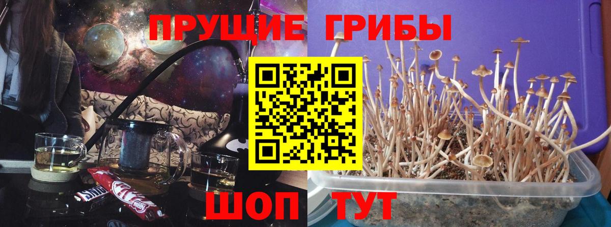Псилоцибиновые грибы Cubensis Дальнереченск